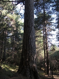 ppinazzu-20110828 008